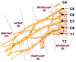 brachial_plexus_armenian