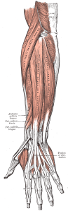 forearm_muscles_back_superficial